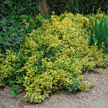Japanischer Spindelstrauch Aureus - Euonymus japonicus