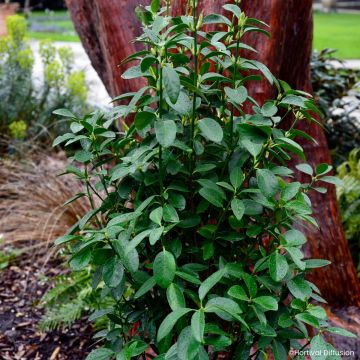Japanischer Spindelstrauch Green Millenium - Euonymus japonicus