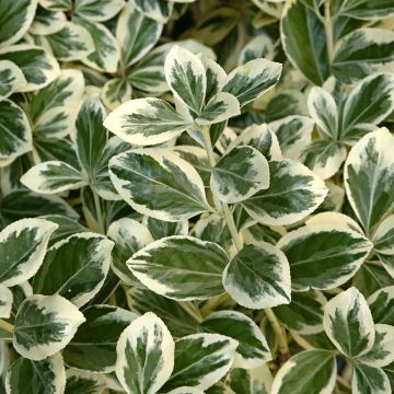 Japanischer Spindelstrauch Kathy - Euonymus japonicus