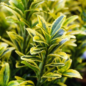 Japanischer Spindelstrauch Microphyllus Aureovariegatus - Euonymus japonicus Japanischer Spindelstrauch Microphyllus Aureovariegatus - Euonymus japonicus