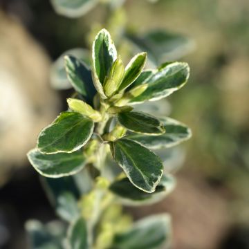 Euonymus japonicus Suzanne - Fusain du Japon