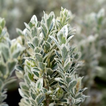 Japanischer Spindelstrauch White Spire - Euonymus japonicus