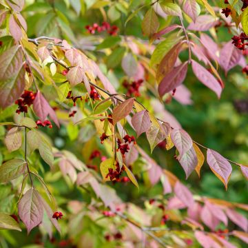 Euonymus planipes - Pfaffenhütchen Euonymus planipes - Pfaffenhütchen
