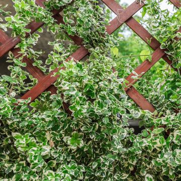 Euonymus fortunei Silver Carpet - Fusain persistant