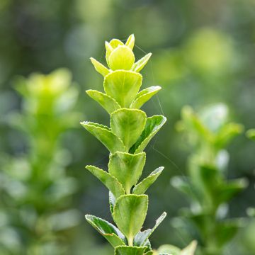 Japanischer Spindelstrauch Green Rocket - Euonymus japonicus Japanischer Spindelstrauch Green Rocket - Euonymus japonicus