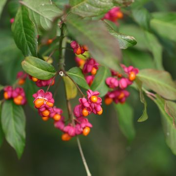 Euonymus latifolius - Pfaffenhütchen