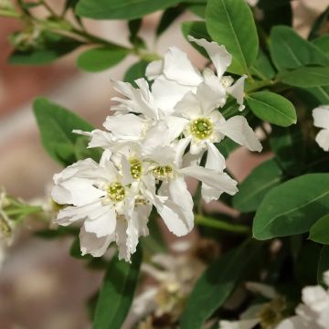 Prunkspiere The Bride - Exochorda macrantha