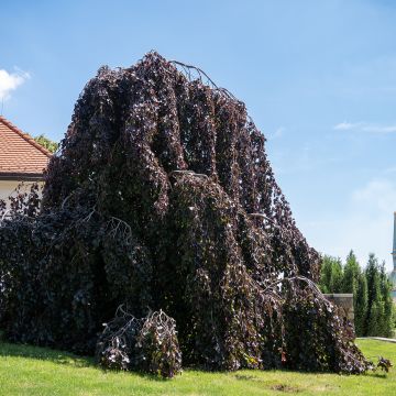 Rotbuche Purple Fountain - Fagus sylvatica