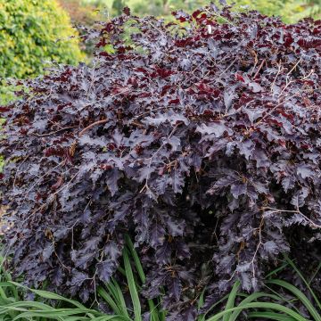 Rotbuche Rohan Weeping - Fagus sylvatica