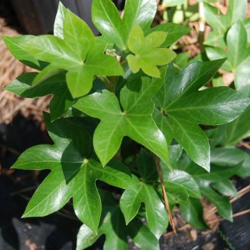 Fatshedera lizei - Efeuaralie