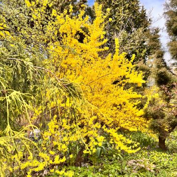 Goldglöckchen Spectabilis - Forsythie Goldglöckchen Spectabilis - Forsythie