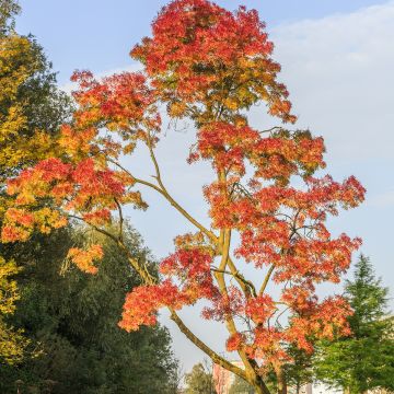 Schmalblättrige Esche Raywood - Fraxinus angustifolia