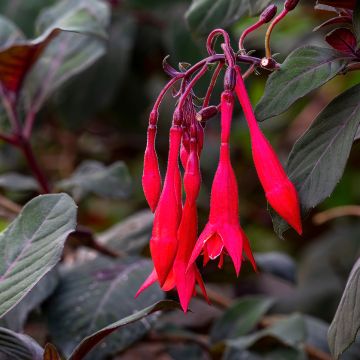Fuchsia triphylla Bush Gartenmeister Bonstedt Fuchsia triphylla Bush Gartenmeister Bonstedt