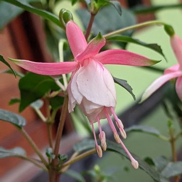 Fuchsia Summermelody Sunantonio Pink-White