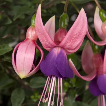 Fuchsia Lambada