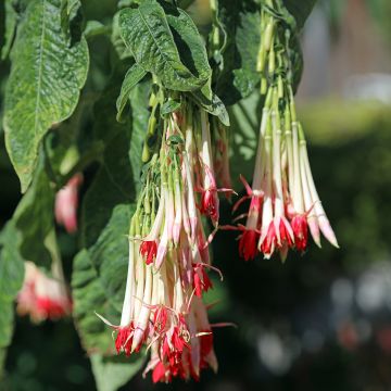Fuchsia boliviana Alba Fuchsia boliviana Alba
