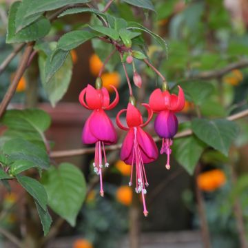 Fuchsia Charming Fuchsia Charming