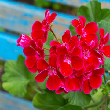 Zonal-Pelargonie Flower Fairy Velvet - Pelargonium