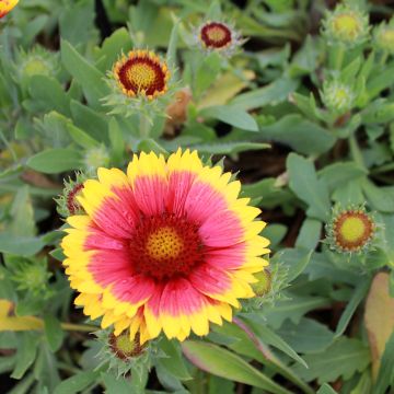 Kokardenblume Arizona Sun - Gaillardia 