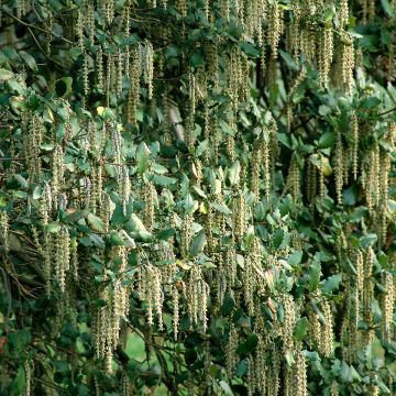 Garrya elliptica - Spalier-Becherkätzchen