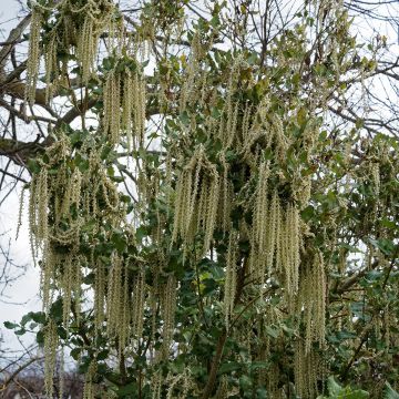 Garrya elliptica James Roof - Spalier-Becherkätzchen
