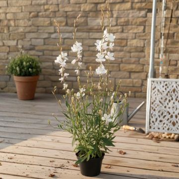 Prachtkerze EVERLAST Viva Nova - Gaura lindheimeri