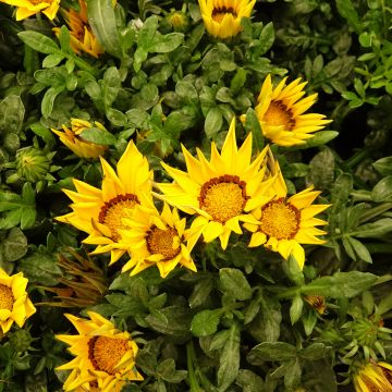 Gazanie Zany F1 Yellow (pillierte Samen) - Gazania