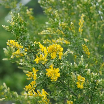 Edelginster Golden Sunlight - Cytisus scoparius