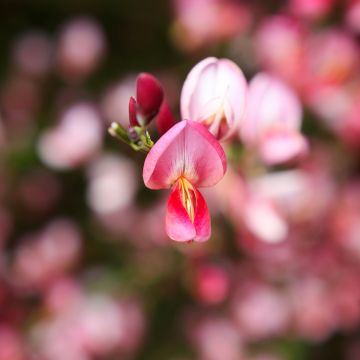 Elfenbeinginster Hollandia - Cytisus praecox