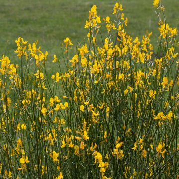 Spartium junceum - Pfriemenginster Spartium junceum - Pfriemenginster