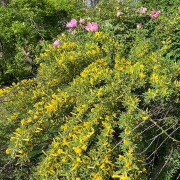 Elfenbeinginster Allgold - Cytisus praecox Elfenbeinginster Allgold - Cytisus praecox