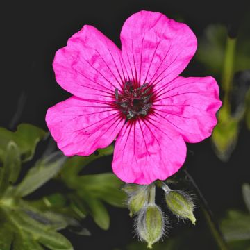 Geranium cinereum Jolly Jewel Purple - Aschgrauer Storchschnabel