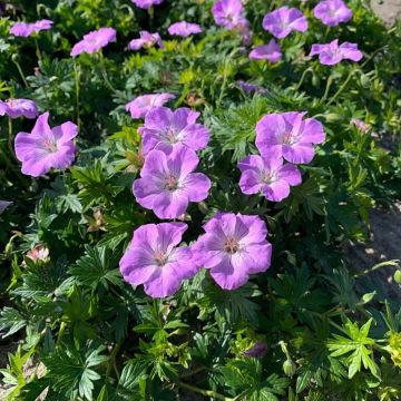 Blutstorchschnabel Frivolius Lilac - Geranium sanguineum