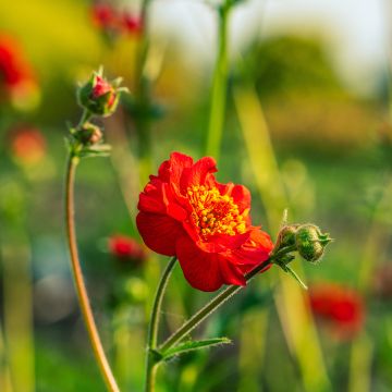 Geum coccineum Flore Pleno Blazing Sunset (Samen) - Scharlachrote Nelkenwurz Geum coccineum Flore Pleno Blazing Sunset (Samen) - Scharlachrote Nelkenwurz