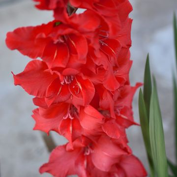 Großblütige Gladiole Amiga - Gladiolus Großblütige Gladiole Amiga - Gladiolus