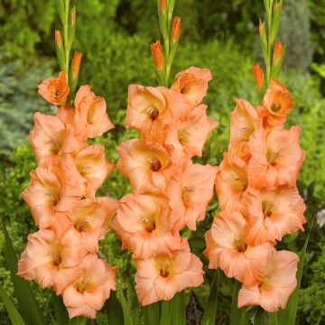 Großblütige Gladiole Georgia Peach - Gladiolus