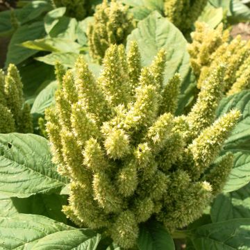 Amaranthus Green Thumb (samen) - Garten-Fuchsschwanz