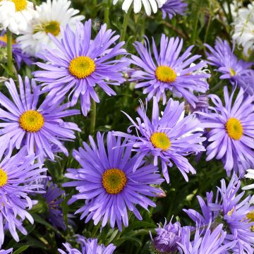 Aster alpinus Goliath (Samen) - Alpen-Aster