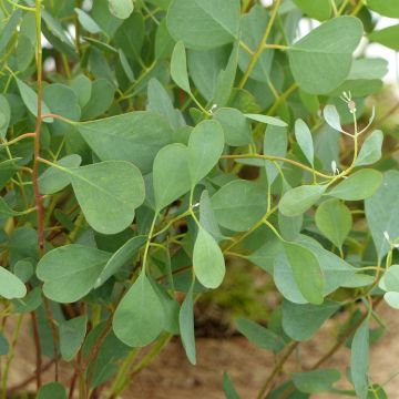 Eucalyptus websteriana (samen)
