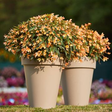 Begonie Copacabana F1 Tricolour (Pillierte Samen) - Begonia boliviensis