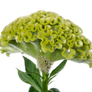 Graines de Célosie King Coral