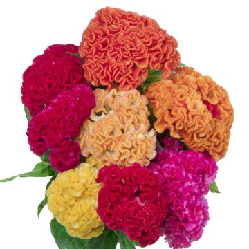 Celosia cristata Captain Mix (Samen) - Hahnenkamm