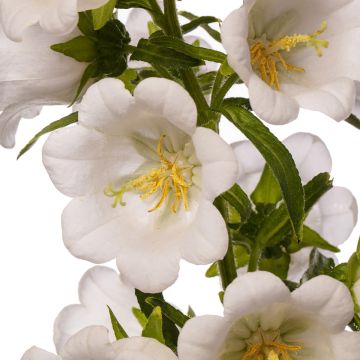 Marien-Glockenblume F1 Big Ben White Imp. (Pillierte Samen) - Campanula medium