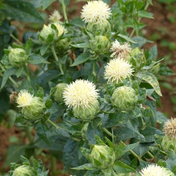 Graines de Carthame des teinturiers White Grenade - Carthamus tinctorius Graines de Carthame des teinturiers White Grenade - Carthamus tinctorius