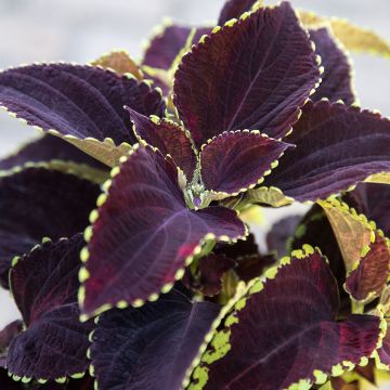 Coleus Mezmerize​ Chocolate Lime Edge (Samen) - Buntnessel