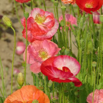 Klatsch-Mohn Shirley Mix (BIO samen) - Papaver rhoeas