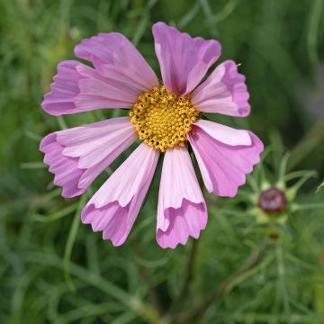 Schmuckkörbchen Pinwheel Pink (Samen) - Cosmos