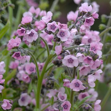 Cynoglossum zeylanicum Mystery Rose (Samen) - Hundszunge