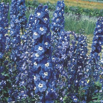 Pacific-Rittersporn Blue bird (samen) - Delphinium