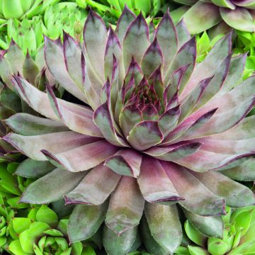 Hauswurz Hippie Chicks (Pillierte Samen) - Sempervivum Hauswurz Hippie Chicks (Pillierte Samen) - Sempervivum